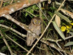 Tropical Screech-Owl